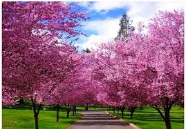 بهار یک نقطه دارد نقطه آغازبهار زندگیتان بی انتها باد سال نو مبارک fasle bahar پیامک های فصل بهار payamake norooz توصیف فصل بهار
