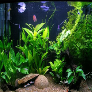 آکواریوم ماهی-آکواریوم حرفه ای شیشه-تعویض آب آکواریوم-فیلتر فوق حرفه ای بیولوژیک-professional aquarium