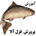 پرورش ماهی قزل‌آلا-پرورش قزل آلا-پرورش ماهی-paravareshe ghezelala-حوضچه پرورش ماهی-parvaresh mahi-خواص گوشت ماهی