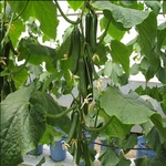 پرورش خیار گلخانه ای-پرورش خیار-هیدروپونیک-طرح توجیهی-parvaresh khyar-خیار گلخانه ای-کشت هیدروپونیکی-خیار درختی-صیفی‌جات-khyar golkhanei-صیفی‌جات گلخانه‌ای