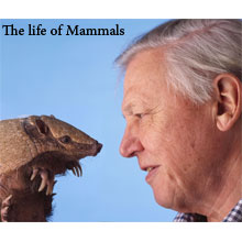 مستند حیوانات the life of mammals
