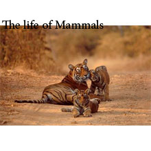 مستند حیوانات-مستند حیاط وحش-مستند دنیای حیوانات-مستند زیبای دنیای وحش