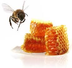 طرح پرورش و نگهداری زنبور عسل 19 صفحه طرح پرورش زنبورعسل پرورش زنبور عسل tarh parvaresh zanbor تکثیر زنبور زنبور عسل zanbor asal شغل زنبورداری