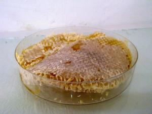 عسل طبیعی با مومیک کیلو فروشگاه فارسی میتینگ عسل طبیعی با مومیک کیلو عسل asal tabiei عسل طبیعی عسل طبیعی باموم خرید و فروش عسل طبیعی