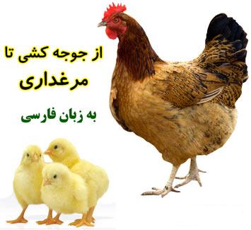 آموزش پرورش مرغ-مرغ گوشتی-گوشتی مرغ-تخم گذار-تخم مرغ-پرورش مرغ گوشتی-morghe tokhmgozar-morghe goshti-parvaresh morgh