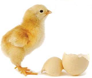 آموزش پرورش مرغ گوشتی و تخم گذار
