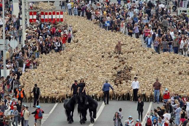 فستیوال سالانه رژه گوسفندان در مارسی فرانسه-goosefand-marsei