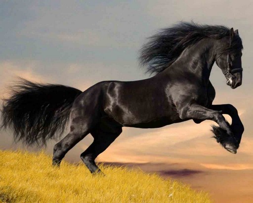 چند تصویر زیبا از اسب های دنیا-sale asb-سال اسب-tasvire asb-تصویر اسب-اسب مو افشان-horse-عکس اسب-اشب حیوانی نجیب است-خصوصیات اسب، شخصیت ملی مردم چین است
