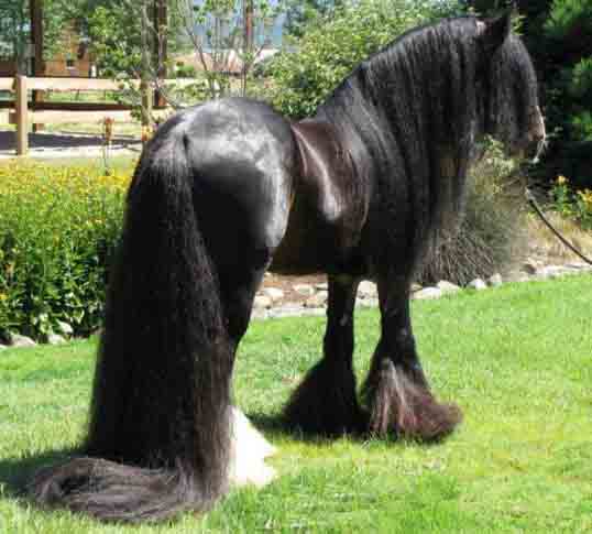 چند تصویر زیبا از اسب های دنیا-sale asb-سال اسب-tasvire asb-تصویر اسب-اسب مو افشان-horse-عکس اسب-اشب حیوانی نجیب است-farsimeeting.com-خصوصیات اسب، شخصیت ملی مردم چین است-فارسی میتینگ
