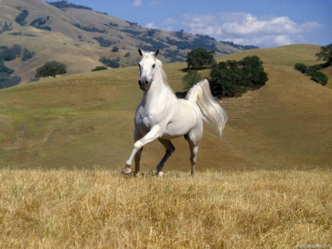 چند تصویر زیبا از اسب های دنیا-sale asb-سال اسب-tasvire asb-تصویر اسب-اسب مو افشان-horse-عکس اسب-اشب حیوانی نجیب است-farsimeeting.com-خصوصیات اسب-شخصیت ملی مردم چین است-فارسی میتینگ